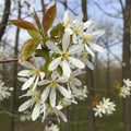 10ft Standard Amelanchier Tree | Mature Bare Root | 6/8cm Girth
