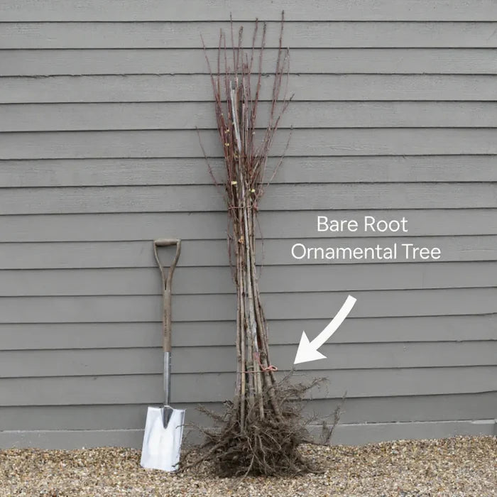 10ft Standard Amelanchier Tree | Mature Bare Root | 6/8cm Girth