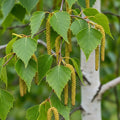 125cm Silver Birch Hedging | Betula pendula | Bare Root