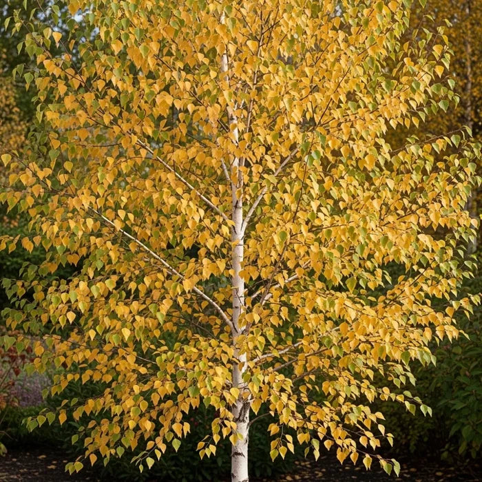 125cm Silver Birch Hedging | Betula pendula | Bare Root