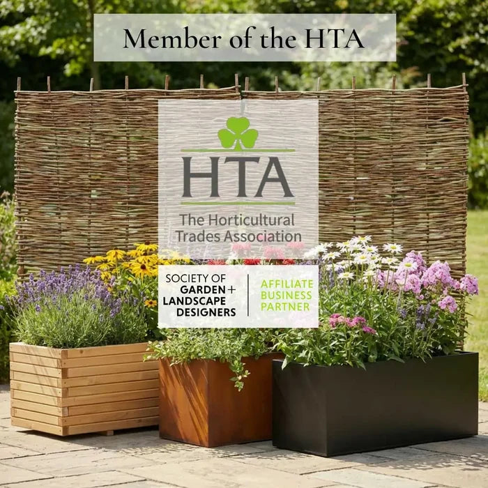 125cm Silver Birch Hedging | Betula pendula | Bare Root