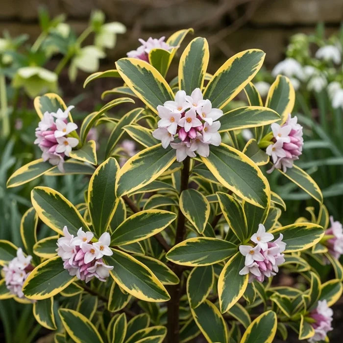 Variegated Winter Daphne (Daphne odora 'Aureomarginata') with green & yellow-edged leaves, pink & white flower clusters, blurred garden.