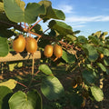 3ft Solissimo' Kiwi Plant | 2L Pot