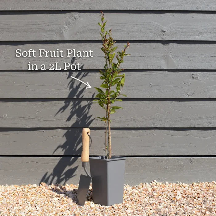 3ft Solissimo' Kiwi Plant | 2L Pot