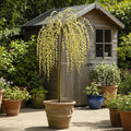 4ft 'Kilmarnock' Dwarf Weeping Willow Tree | Salix Caprea | 4L Pot