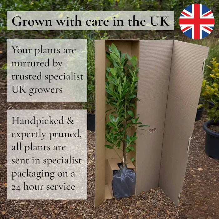 4ft 'Kilmarnock' Dwarf Weeping Willow Tree | Salix Caprea | 4L Pot