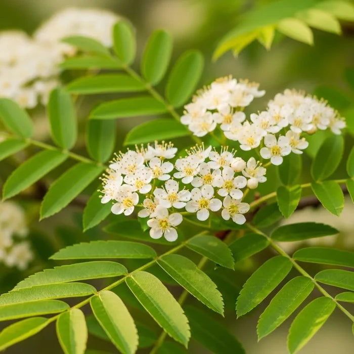4ft Mountain Ash Rowan Tree | Sorbus aucuparia | 3L Pot