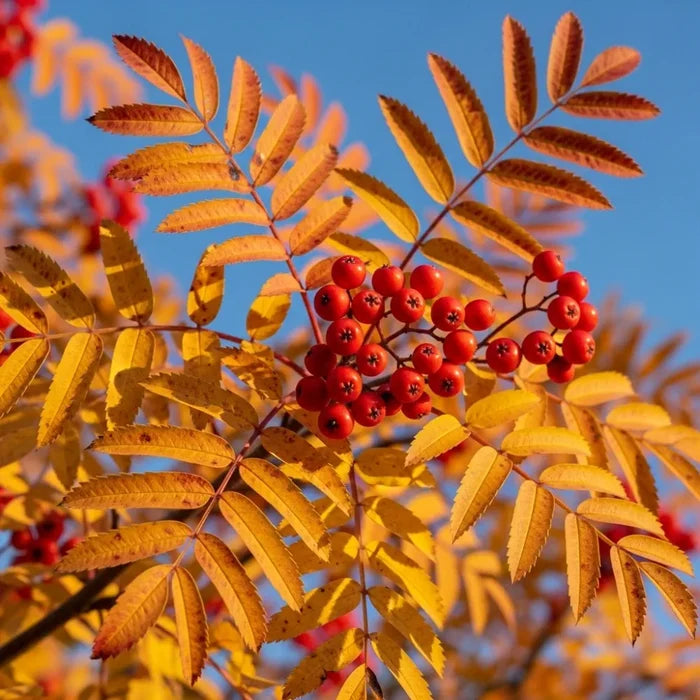 4ft Mountain Ash Rowan Tree | Sorbus aucuparia | 3L Pot