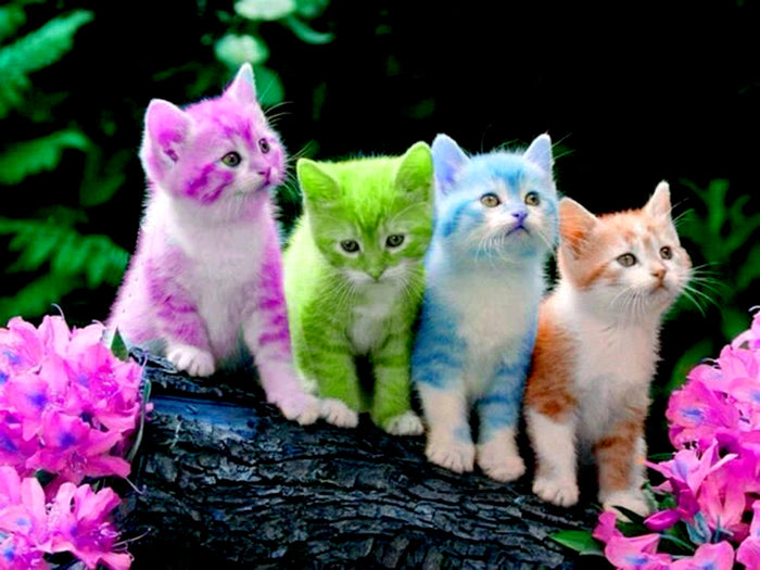 5d Cat Diamond Painting Kit Premium-43
