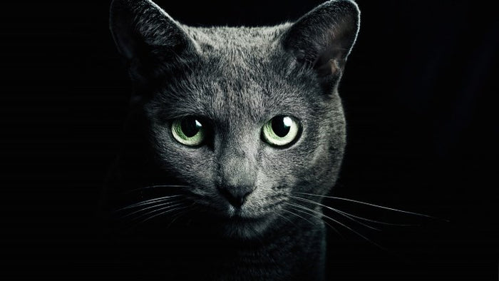 5d Cat Diamond Painting Kit Premium-81
