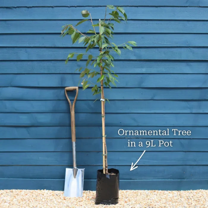 5ft Amelanchier Lamarckii | Juneberry Tree | 9L Pot | 2 Years Old