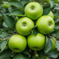 5ft 'Granny Smith' Apple Tree | Bare Root | 2 Years Old