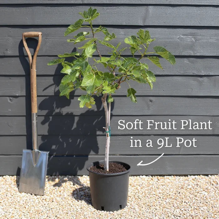 5ft Jenny Hardy Kiwi Plant | 9L Pot