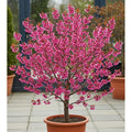 5ft Small Pink Cherry Blossom Tree | Prunus 'Okame' | Bare Root | 2 Years Old