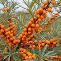 5m Best Coastal Hedging | Growers Choice