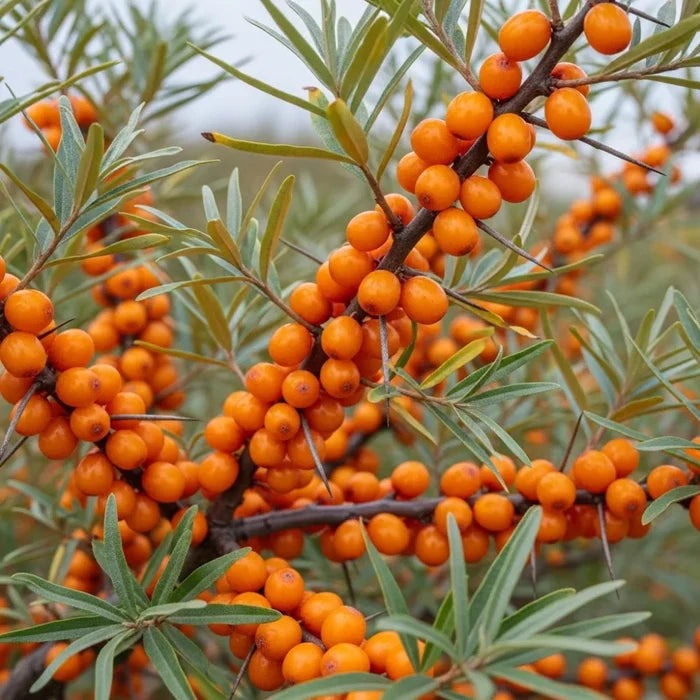 5m Best Coastal Hedging | Growers Choice