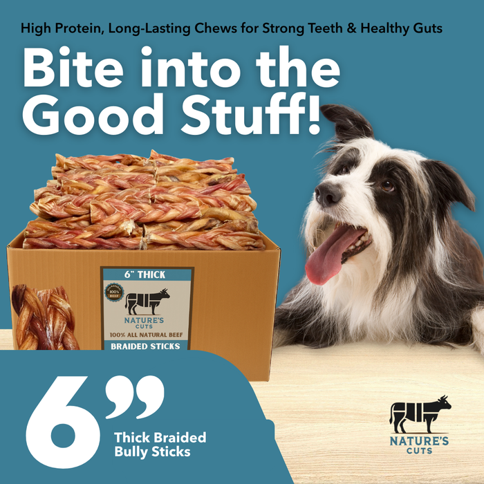 6" Thick Braided Bully Sticks-1