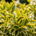 60cm Golden Privet Hedging | Ligustrum ovalifolium Aureum | Bare Root