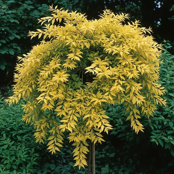60cm Golden Privet Hedging | Ligustrum ovalifolium Aureum | Bare Root