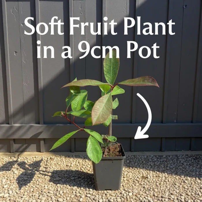 9 Elsanta Strawberry Plants | 9cm Pots