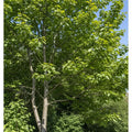 90cm Grey Alder Hedging | Alnus incana | Bare Root