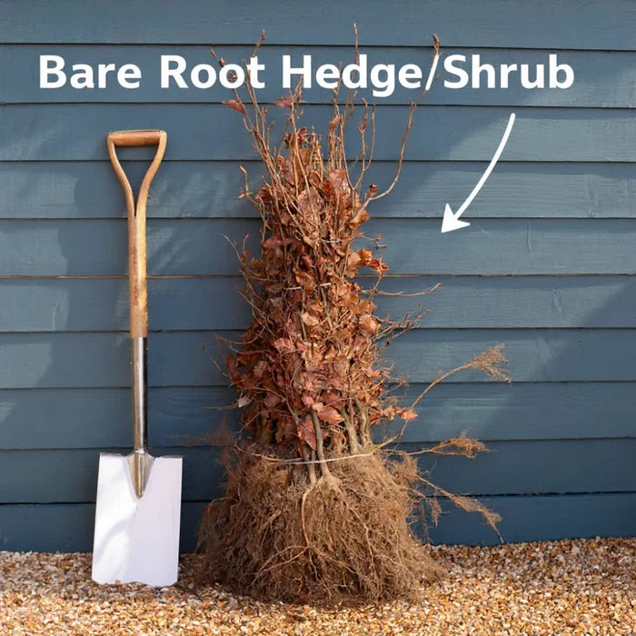 90cm Grey Alder Hedging | Alnus incana | Bare Root