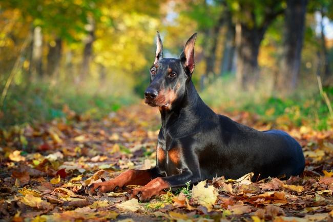 Doberman Park Diamond Painting Kit - DIY