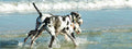 Great Dane Beach Diamond Painting Kit - DIY