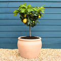 Handmade Frost-Resistant 45L Terracotta Pot