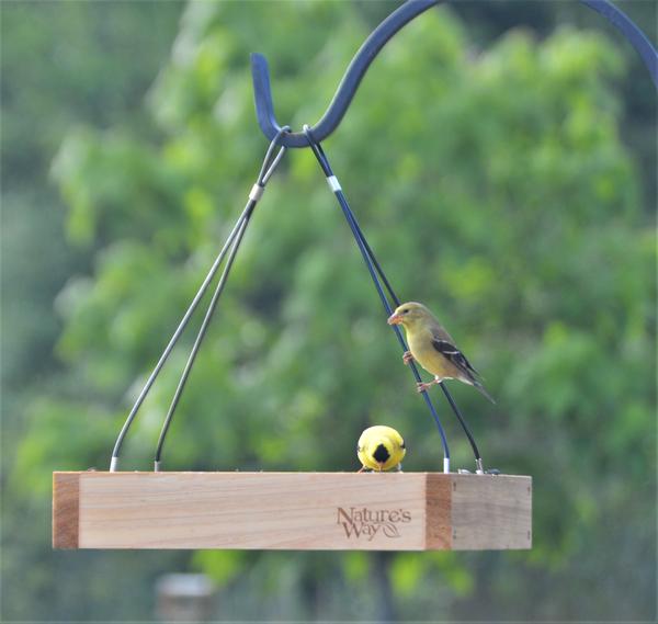 Nature's Way Hanging Platform Feeder