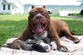 Pitbull Mom Diamond Painting Kit - DIY