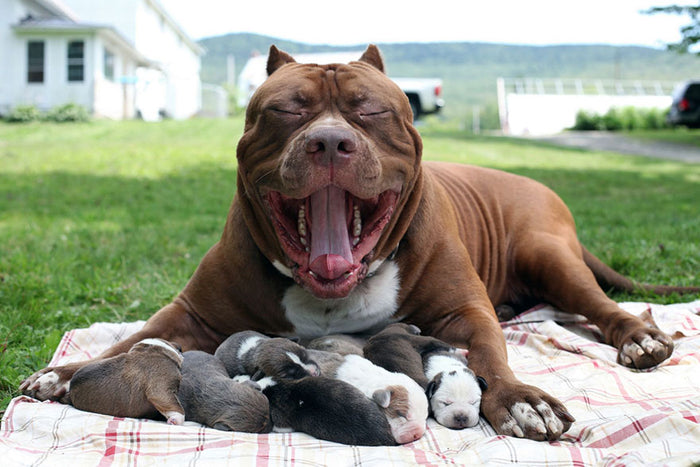 Pitbull Mom Diamond Painting Kit - DIY