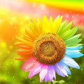 Rainbow Flowers Diamond Painting Kit - DIY Rainbow Flowers-1