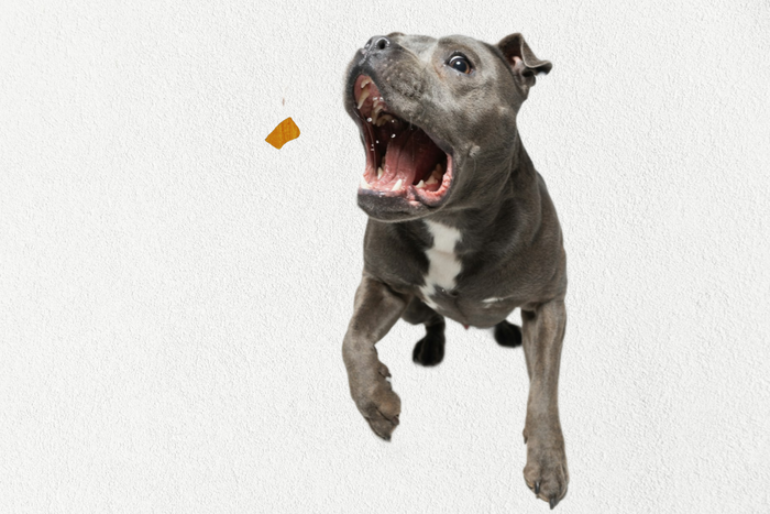 Single Ingredient, High Value Freeze-Dried Training Treats for Dogs & Cats - Beef Liver-3