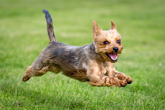 Yorkie Fly Diamond Painting Kit - DIY